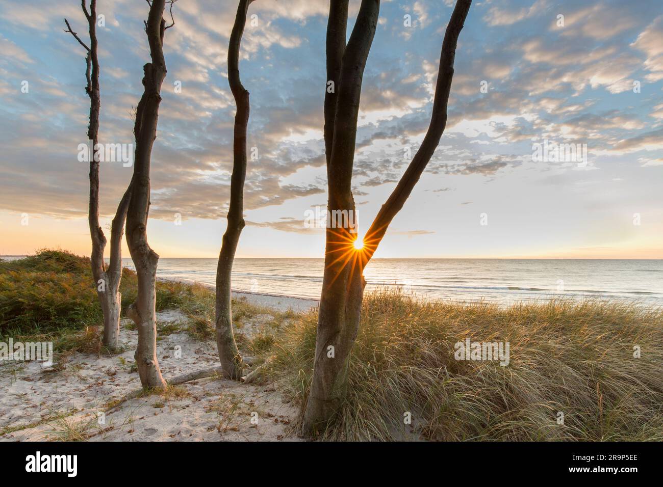 Faggio comune, faggio europeo (Fagus sylvatica). Albero al tramonto. Costa occidentale del Darss. Penisola di Fischland-Darss-Zingst, Parco nazionale dell'area della laguna della Pomerania occidentale, Meclemburgo-Pomerania occidentale, Germania Foto Stock