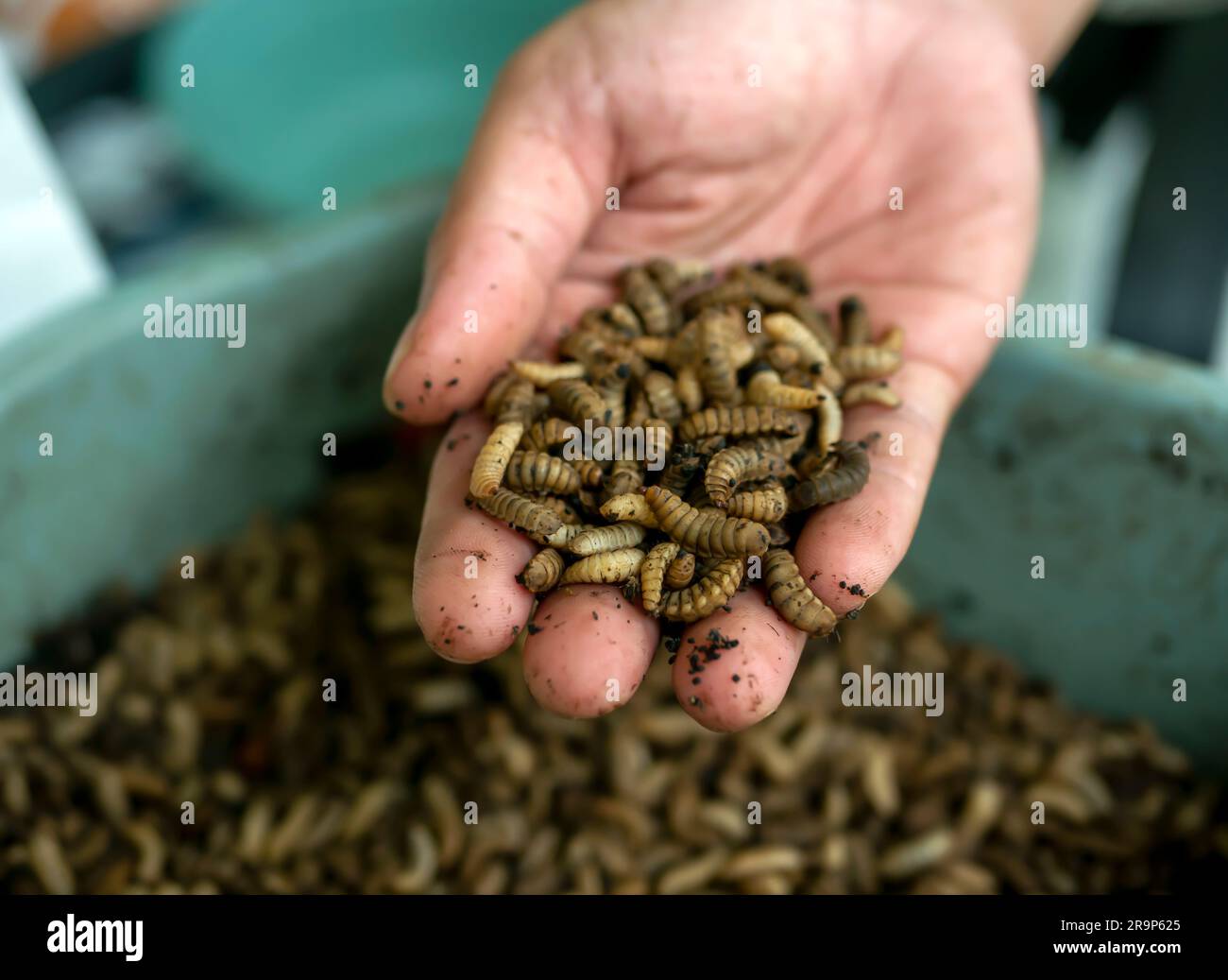 Primo piano di larve o verme di mosca nera (BSF) su un palmo di mano, allevamenti di insetti Hermetia Illucens per l'alimentazione del pesce e del pollame Foto Stock