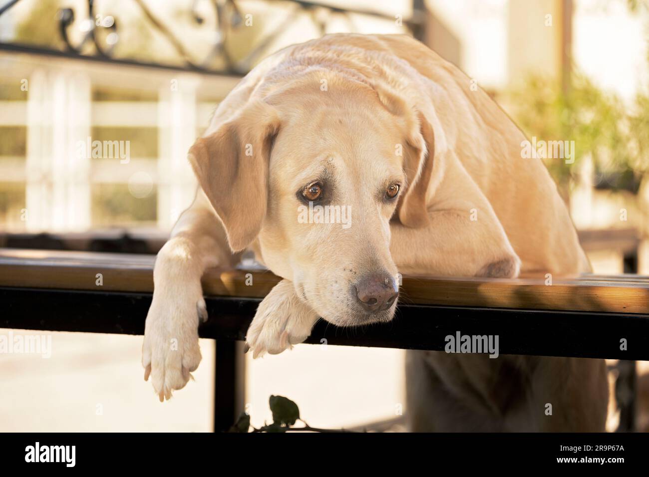 Labrador Retriever. Cane giallo che guarda su una ringhiera. Germania Foto Stock
