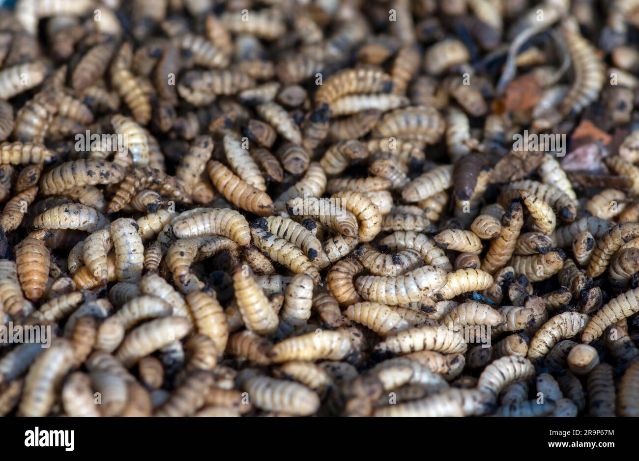 Primo piano di larve o larve di Black Soldier Fly (BSF), allevamenti di insetti Hermetia Illucens per l'alimentazione del pesce e del pollame Foto Stock
