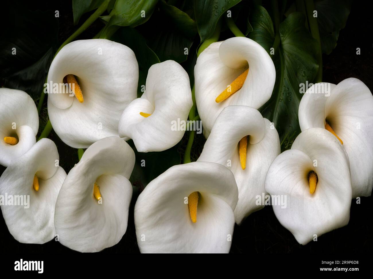 Calla lillies da vicino. Foto Stock