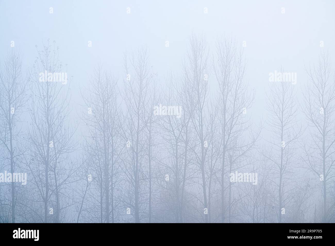Alberi invernali nella nebbia. Oregon Foto Stock