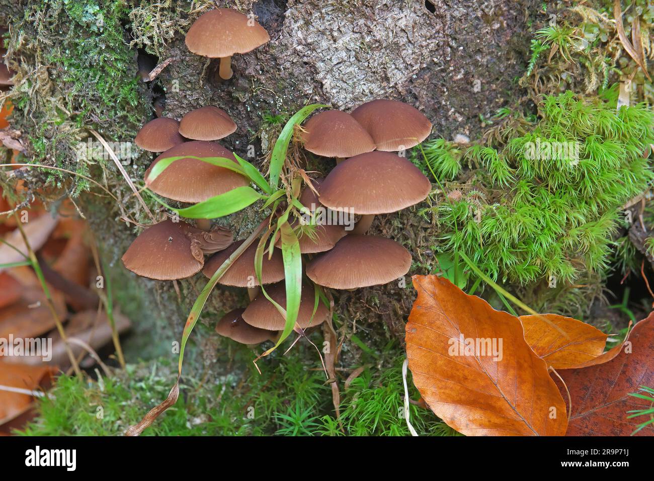 Conocybe corpi di frutta intermedi che crescono su un ceppo di alberi. Germania Foto Stock