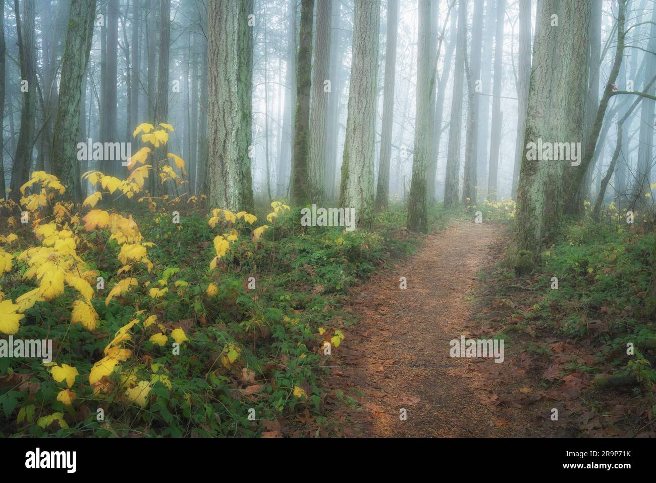 Percorso in nebbia con colore autunnale. Graham Oaks Park, Wilsonville, Oregon Foto Stock