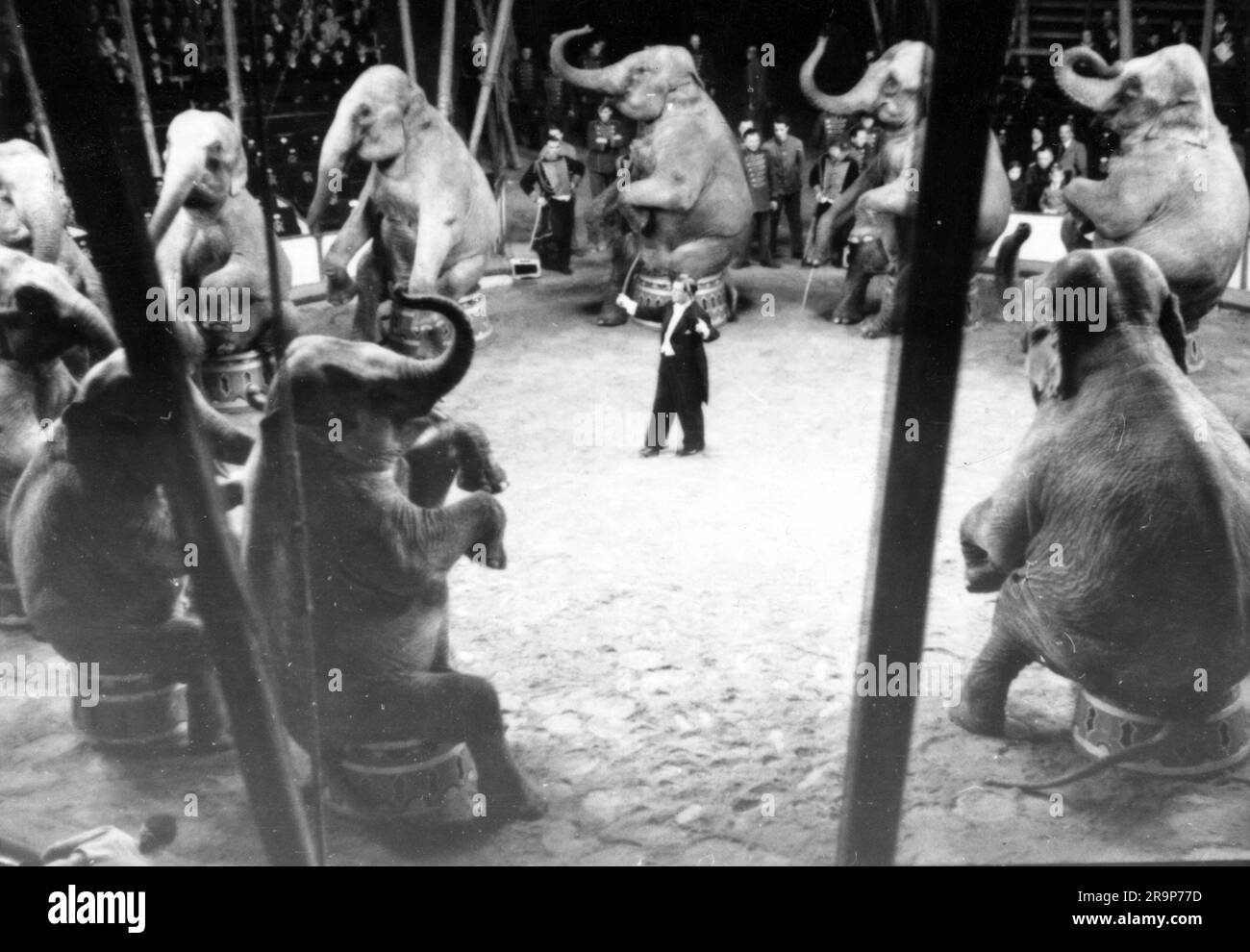 circo, dressage, elefanti seduti, probabilmente Circus Hagenbeck, anni '1940, ULTERIORI-DIRITTI-CLEARANCE-INFO-NON-DISPONIBILI Foto Stock