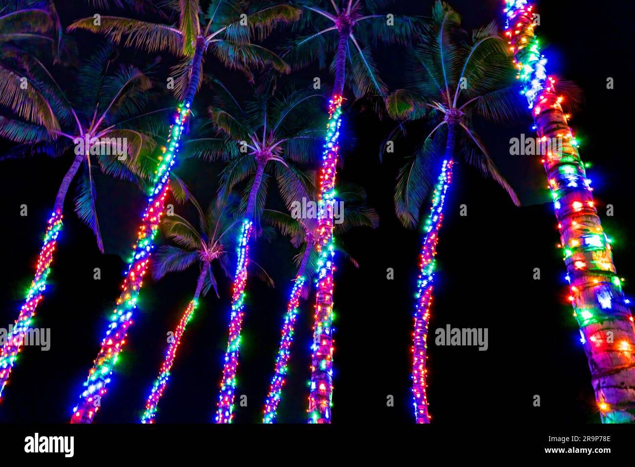 L'albero di Natale illumina le palme. Hawaii, la grande isola Foto Stock