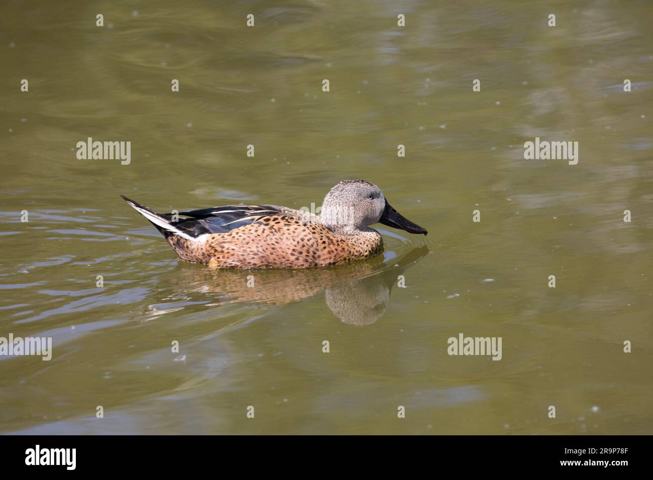 Anatra single maschio Red shoveler Anas platalea che nuota Wildfowl & Wetlands Trust; (WWT) Slimbridge; Regno Unito Foto Stock