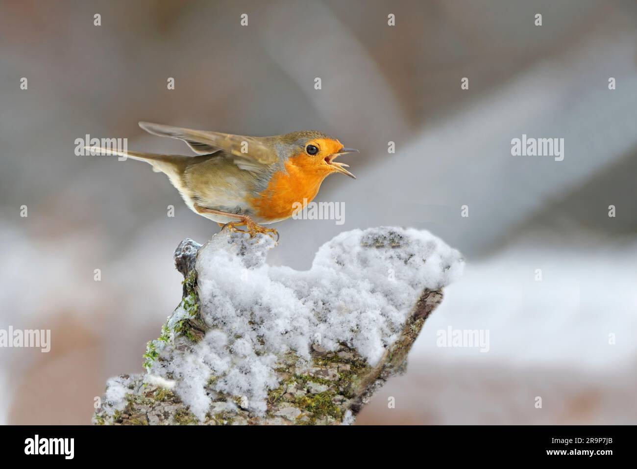 Il Robin europeo (erithacus rubecula) minaccia un compagno robin che si trova nelle vicinanze. Lo sibila udibilmente. Germania Foto Stock