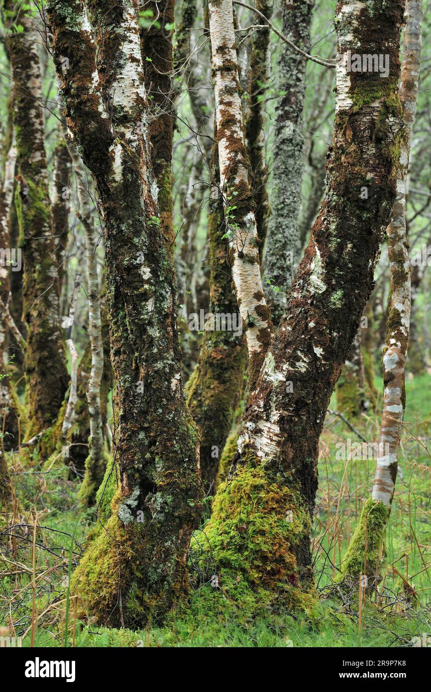 Betulla d'argento (Betula pedula) alberi ricoperti di licheni crostacei, muschi e liverworts che crescono sui rami, Beinn Eighe NNR, Scozia. Foto Stock