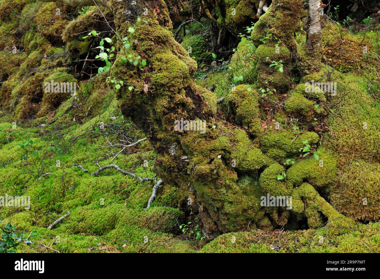 Betula pendula (Betula pendula) albero con base ricoperta di muschi e liverworts, presso la riva del Loch Maree, Beinn Eighe NNR, Kinlochewe, Scozia. Foto Stock