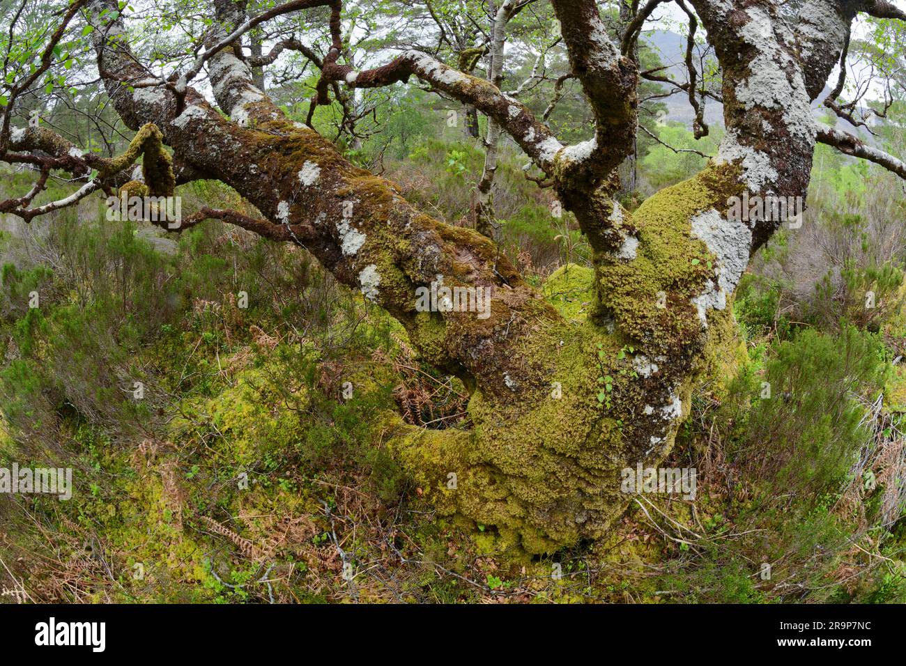 Betulla d'argento (Betula pedula) ricoperta di licheni crostacei, muschi e liverworts che crescono sui rami, Beinn Eighe NNR, Scozia. Foto Stock