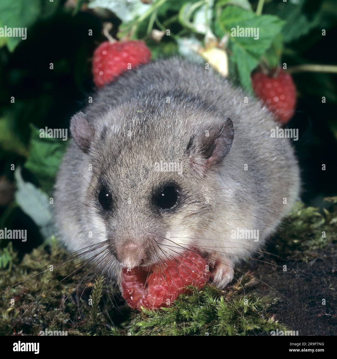 Dortopo commestibile (Glis glis) che mangia un lampone. Germania Foto Stock