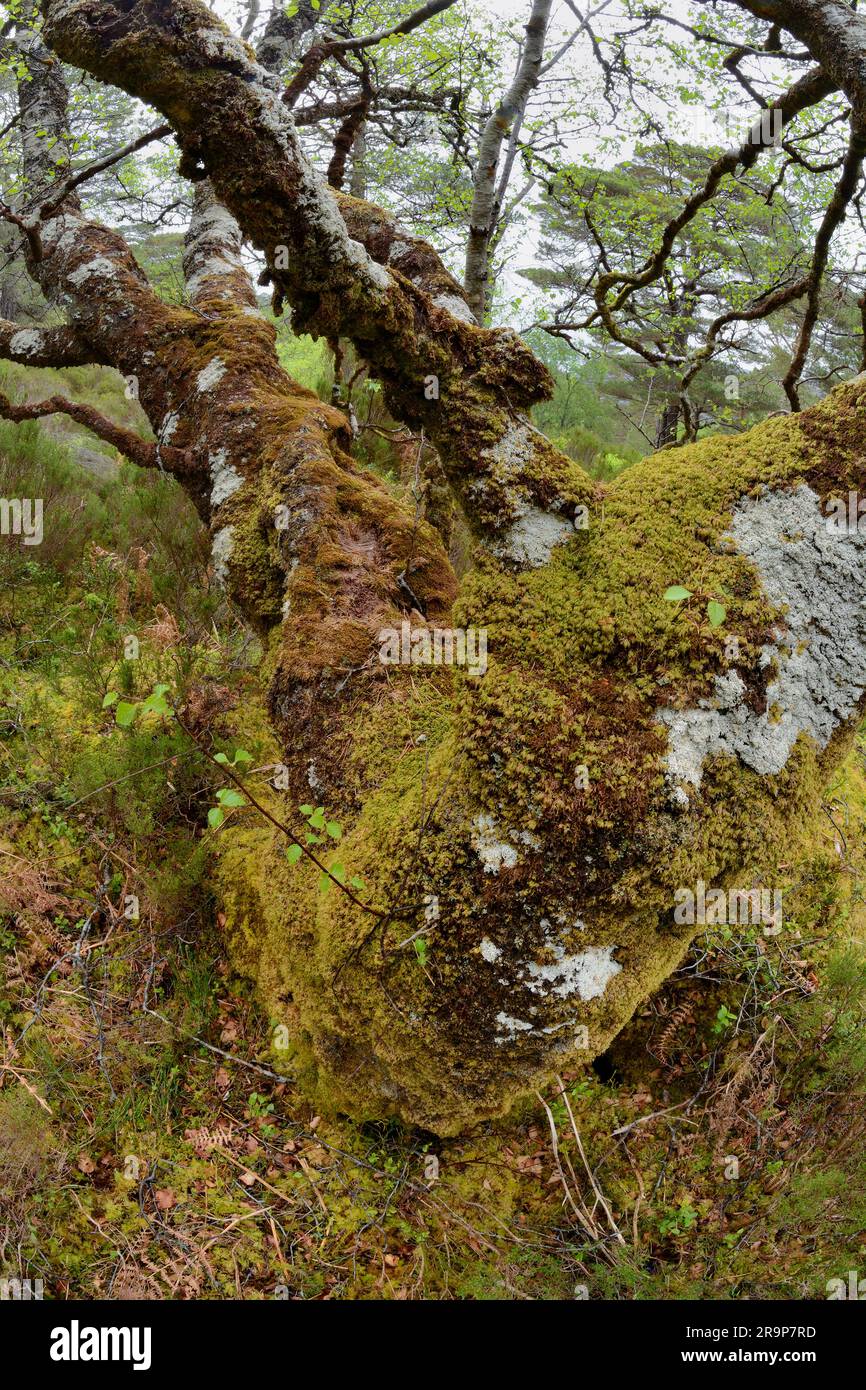 Betulla d'argento (Betula pedula) ricoperta di licheni crostacei, muschi e liverworts che crescono sui rami, Beinn Eighe NNR, Scozia. Foto Stock