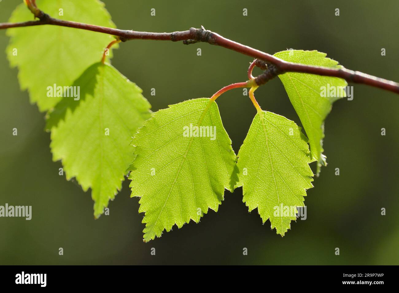 Betulla d'argento (Betula pendula) primo piano di foglie fresche alla luce della sera presso il Woodland Trail, Beinn Eighe NNR, Kinlochewe, Scozia, maggio 2022 Foto Stock