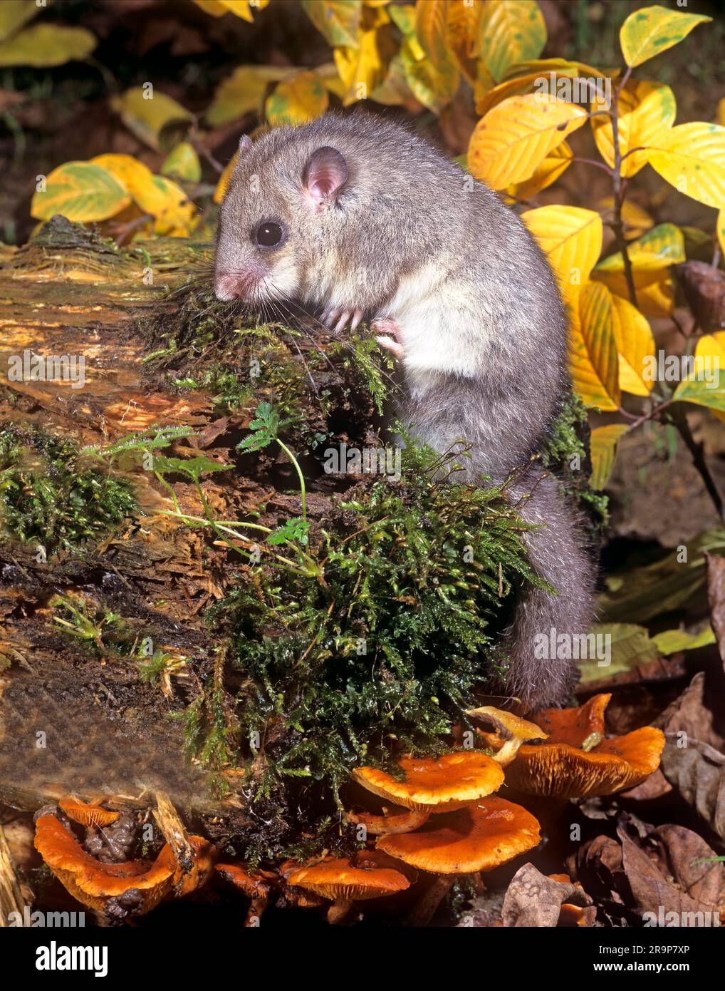 Dortopo commestibile (Glis glis) su un tronco di mossy in una foresta in autunno. Germania Foto Stock