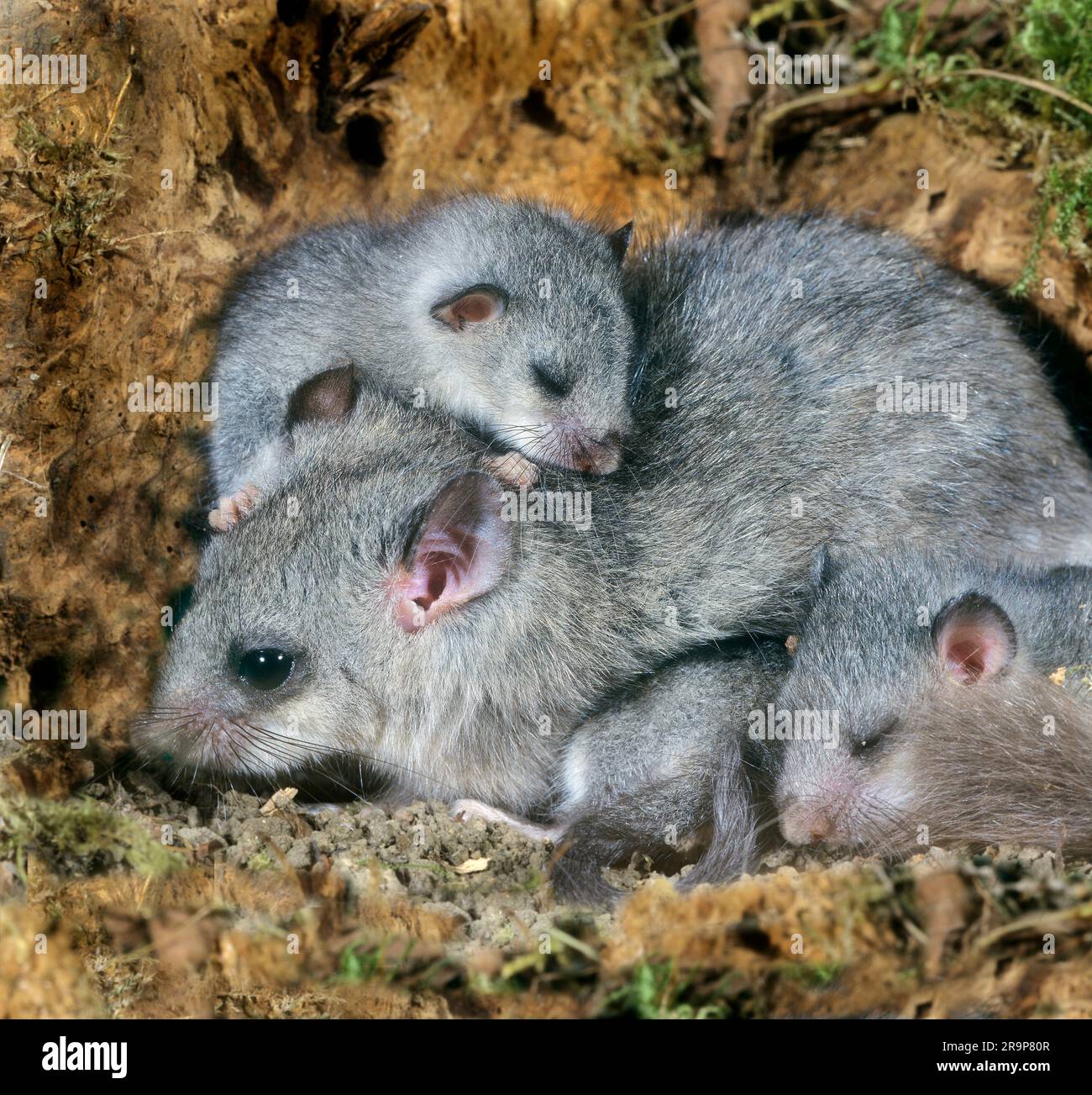 Dormouse (Glis glis). Madre e due bambini in un albero cavo. Germania Foto Stock