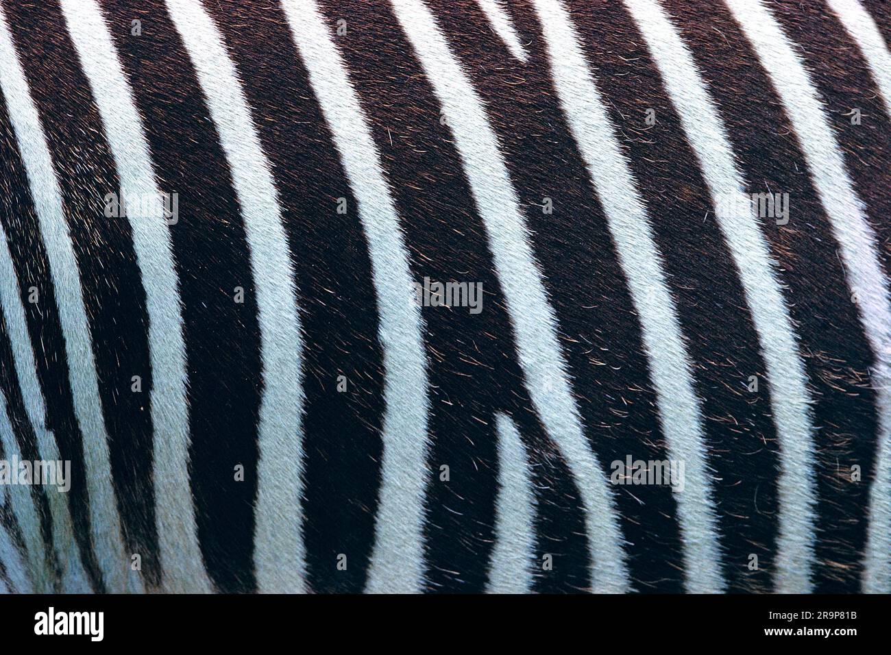 Grevy's Zebra (Equus grevyi), primo piano del modello strippy Foto Stock