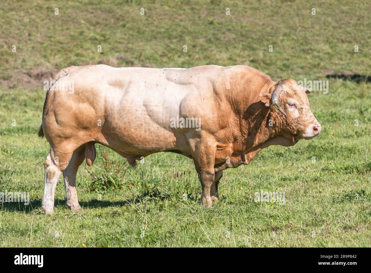 Bestiame Charolais. Bull in piedi su un pascolo. Germania Foto Stock