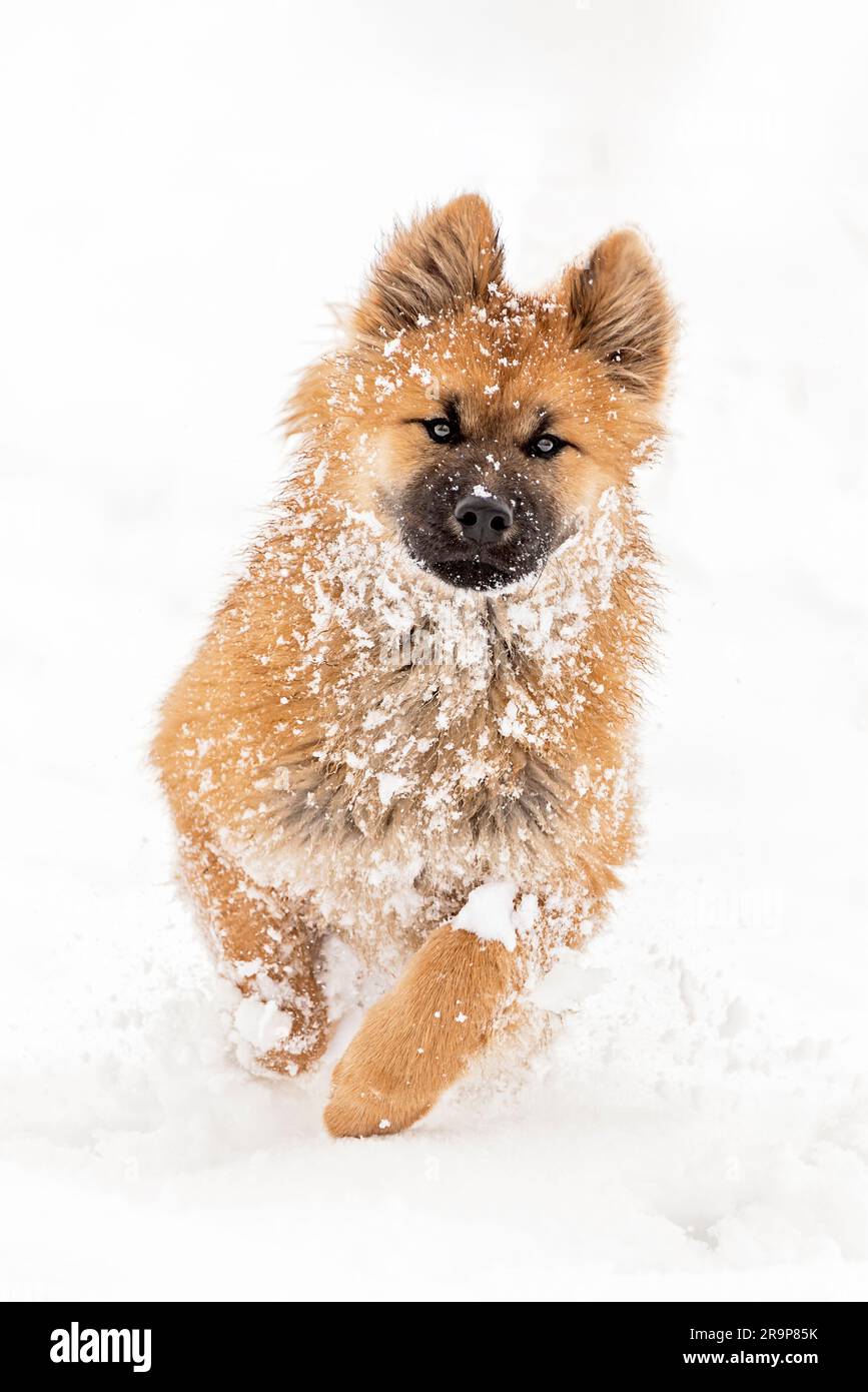Eurasiatica. Cucciolo che corre sulla neve. Germania Foto Stock
