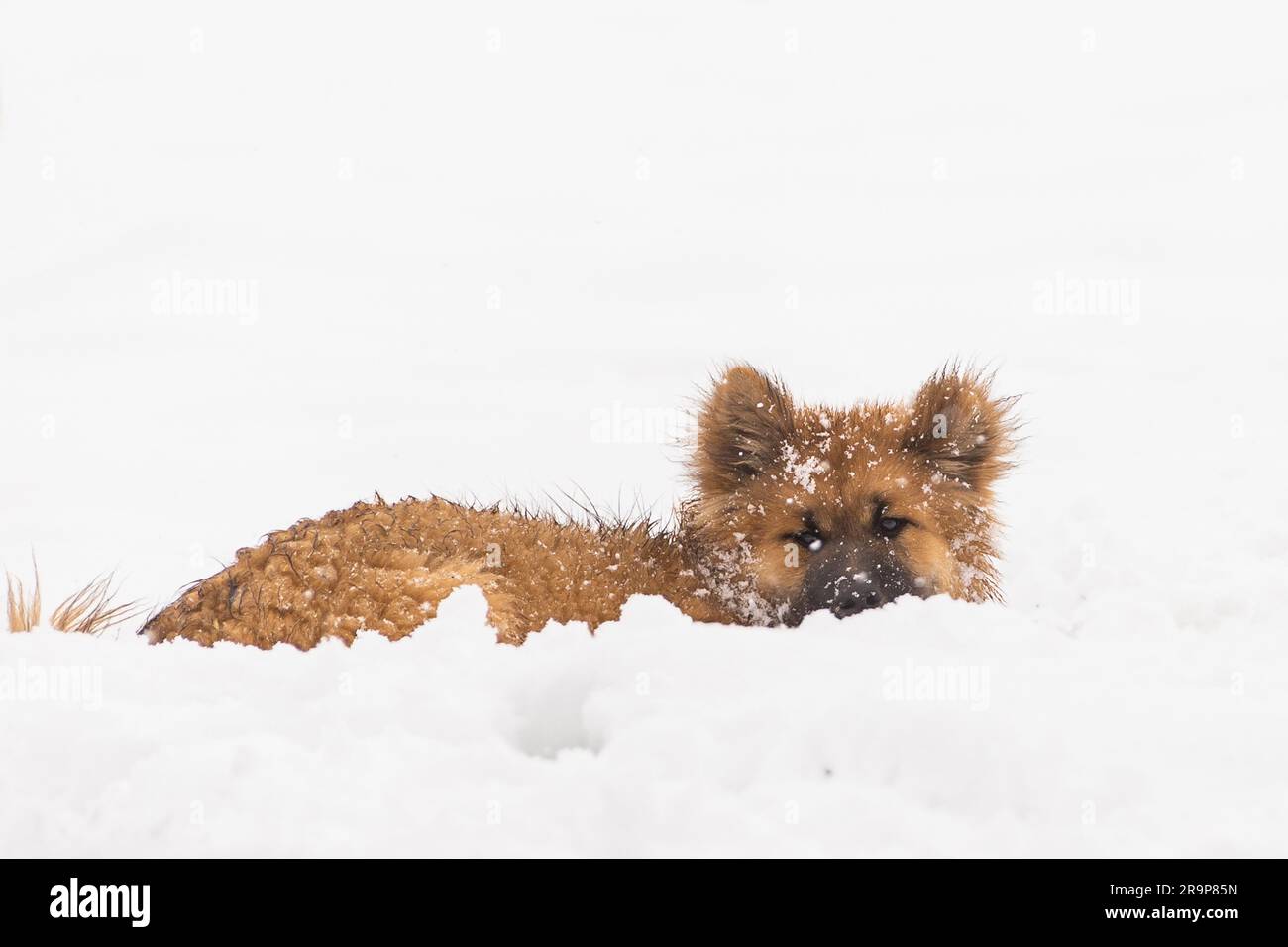 Eurasiatica. Cucciolo steso nella neve. Germania Foto Stock