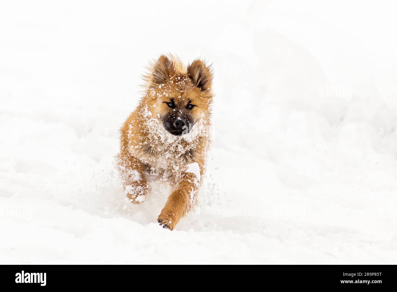 Eurasiatica. Cucciolo che corre sulla neve. Germania Foto Stock