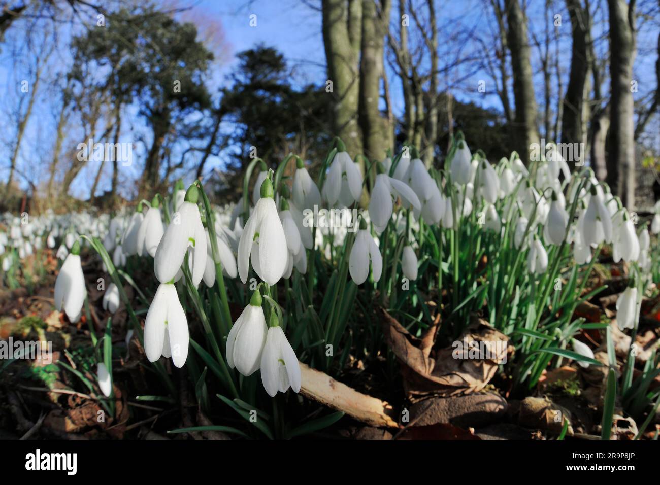 Gocce di neve (Galanthus nivalis) massa di fiori sul pavimento di boschi misti, Roxburghshire, Scottish Borders, Scozia, febbraio 2018 Foto Stock