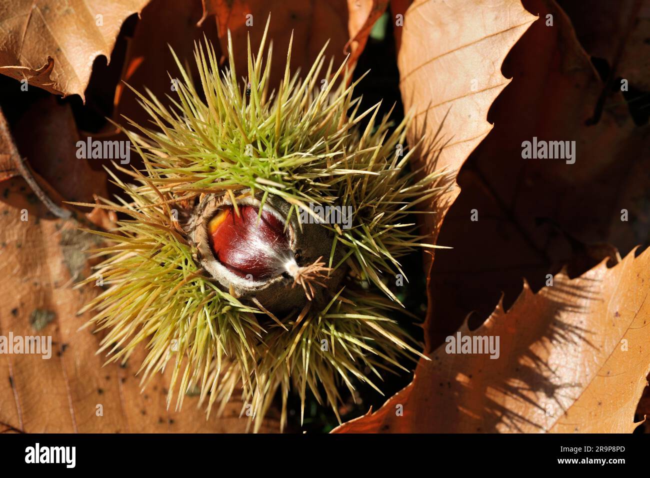 Castanea sativa (Castanea sativa) primo piano di frutta/noci cadute singole in buccia di foglie in lettiera sotto l'albero, Inverness-shire, Scozia, settembre 2018 Foto Stock