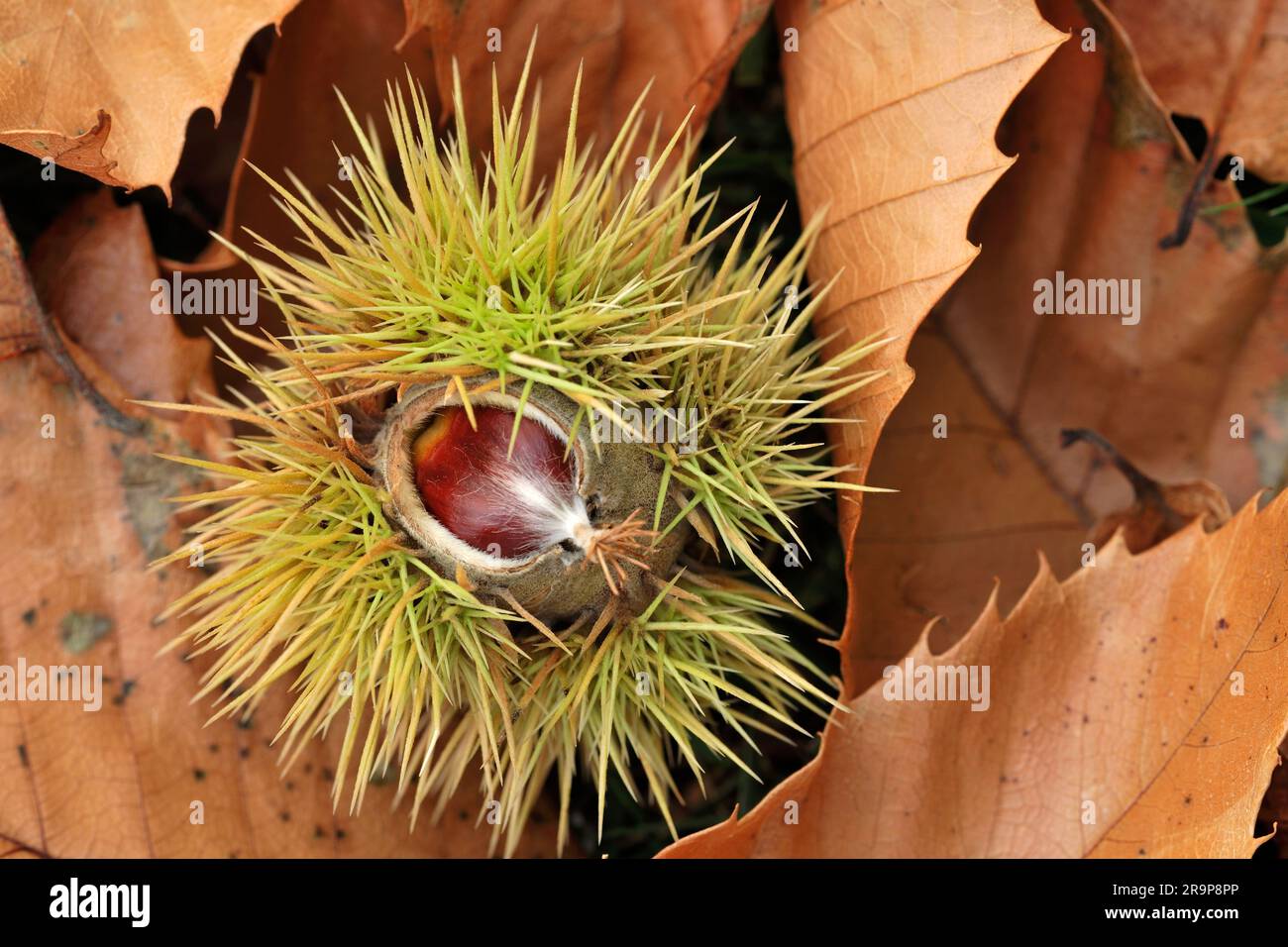 Castanea sativa (Castanea sativa) primo piano di frutta/noci cadute singole in buccia di foglie in lettiera sotto l'albero, Inverness-shire, Scozia, settembre 2018 Foto Stock