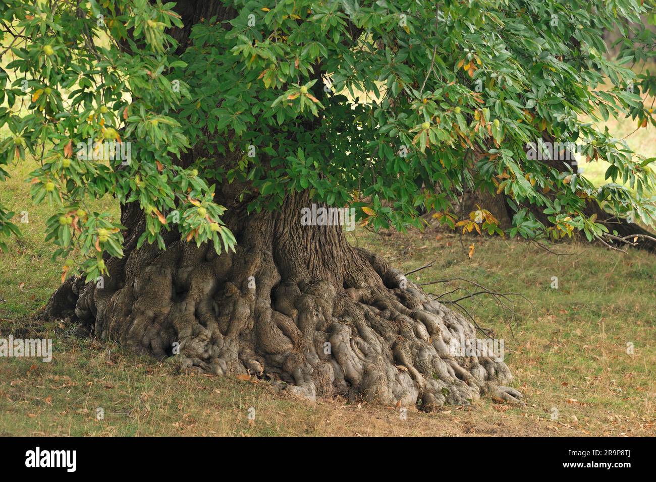 Castagno dolce (Castanea sativa) base di albero maturo veterano in Country Park, North Yorkshire, Inghilterra, ottobre 2018 Foto Stock
