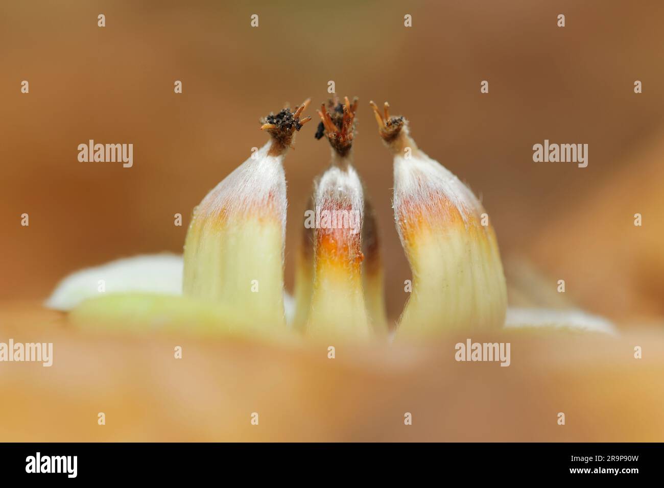 Castanea sativa (Castanea sativa) primo piano di frutta/noci cadute in lettiera di foglie, fotografata da un angolo basso sul fondo boschivo sotto l'albero. Foto Stock