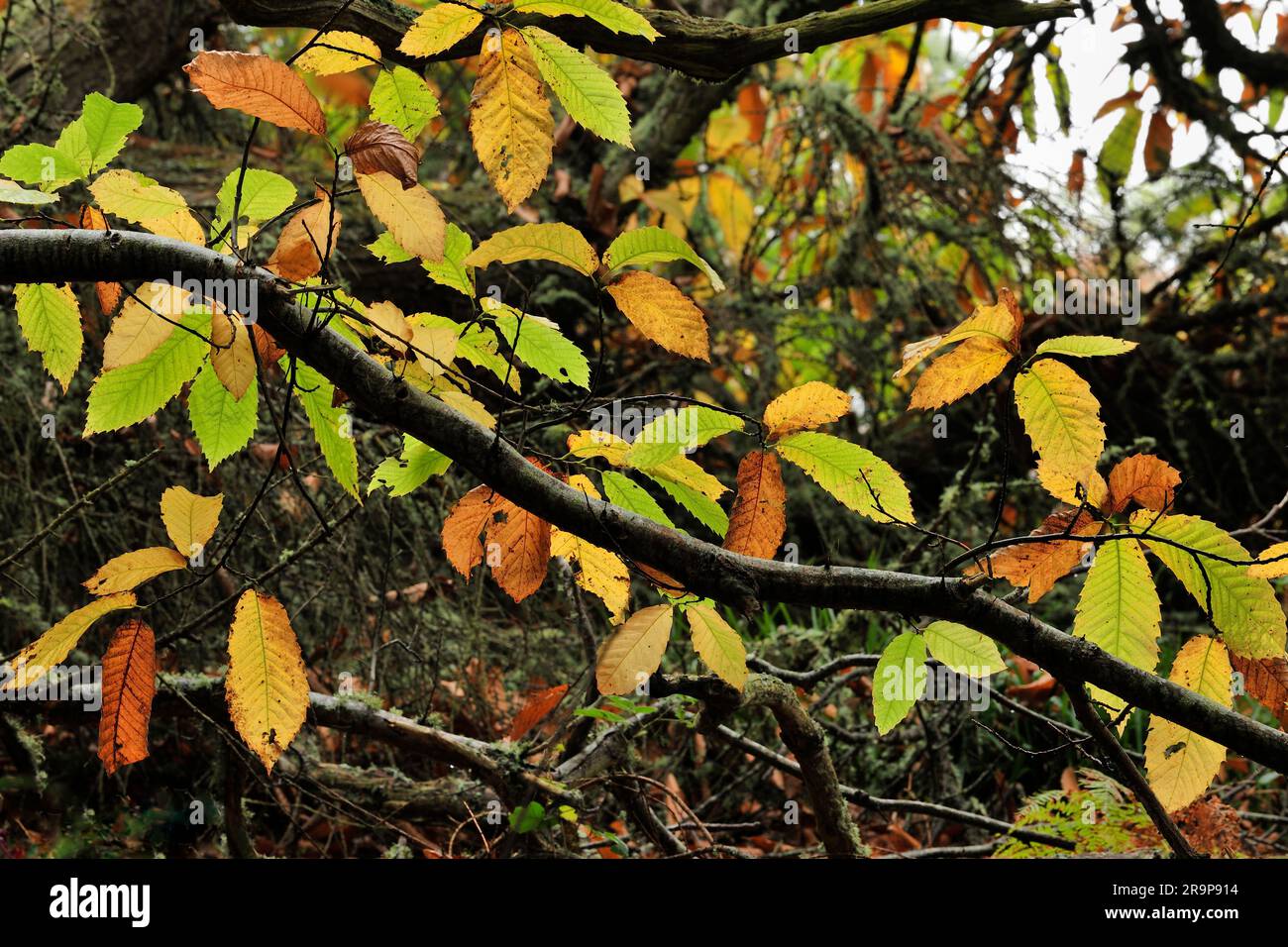 Dolce castagno (Castanea sativa) retroilluminato, foglie autunnali su rami bassi, Inverness-shire, Scozia, ottobre 2019 Foto Stock