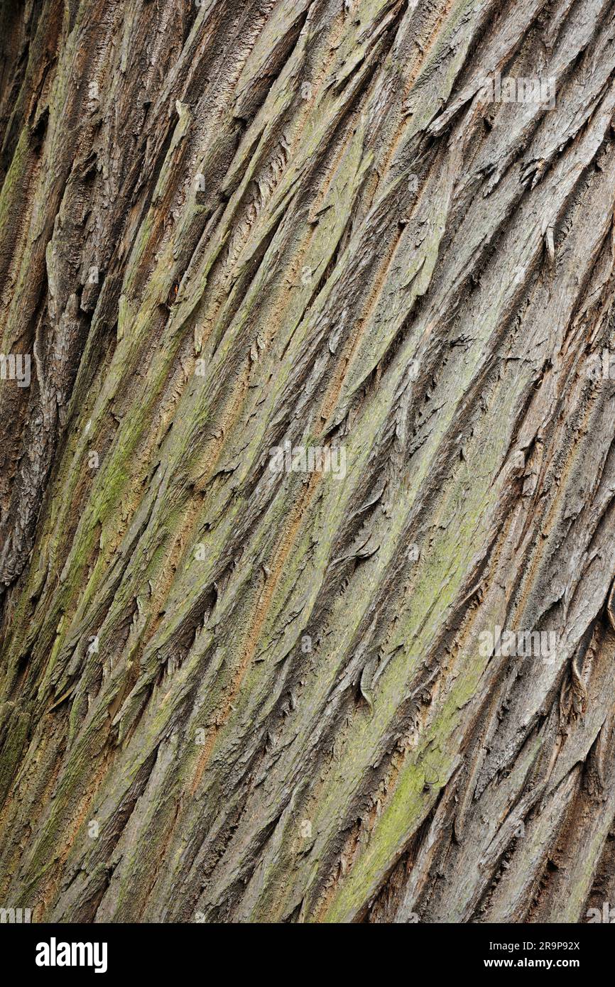 Castagno dolce (Castanea sativa) modello a spirale di corteccia su tronco di albero maturo e veterano in primavera, Hopeton House Country Park, Midlothian, Scozia. Foto Stock