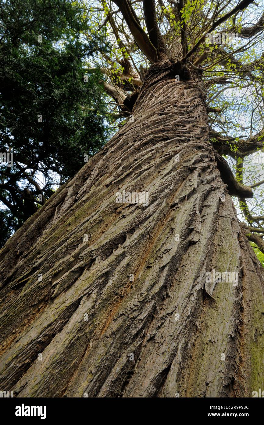Castagno dolce (Castanea sativa) modello a spirale di corteccia su tronco di albero maturo e veterano in primavera, Hopeton House Country Park, Midlothian, Scozia. Foto Stock