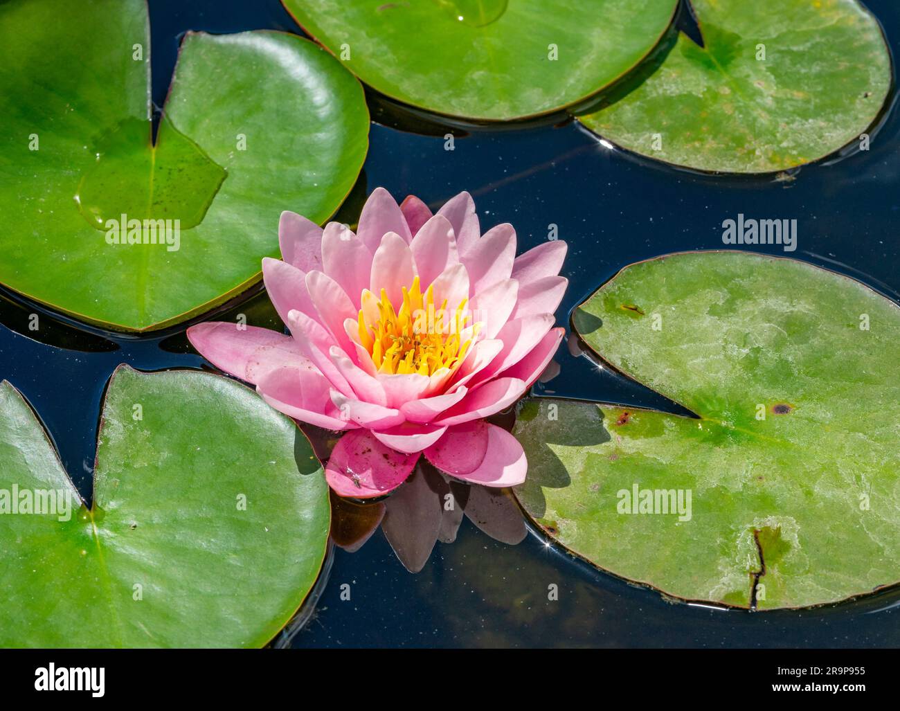 macro shot lilly con acqua rosa Foto Stock