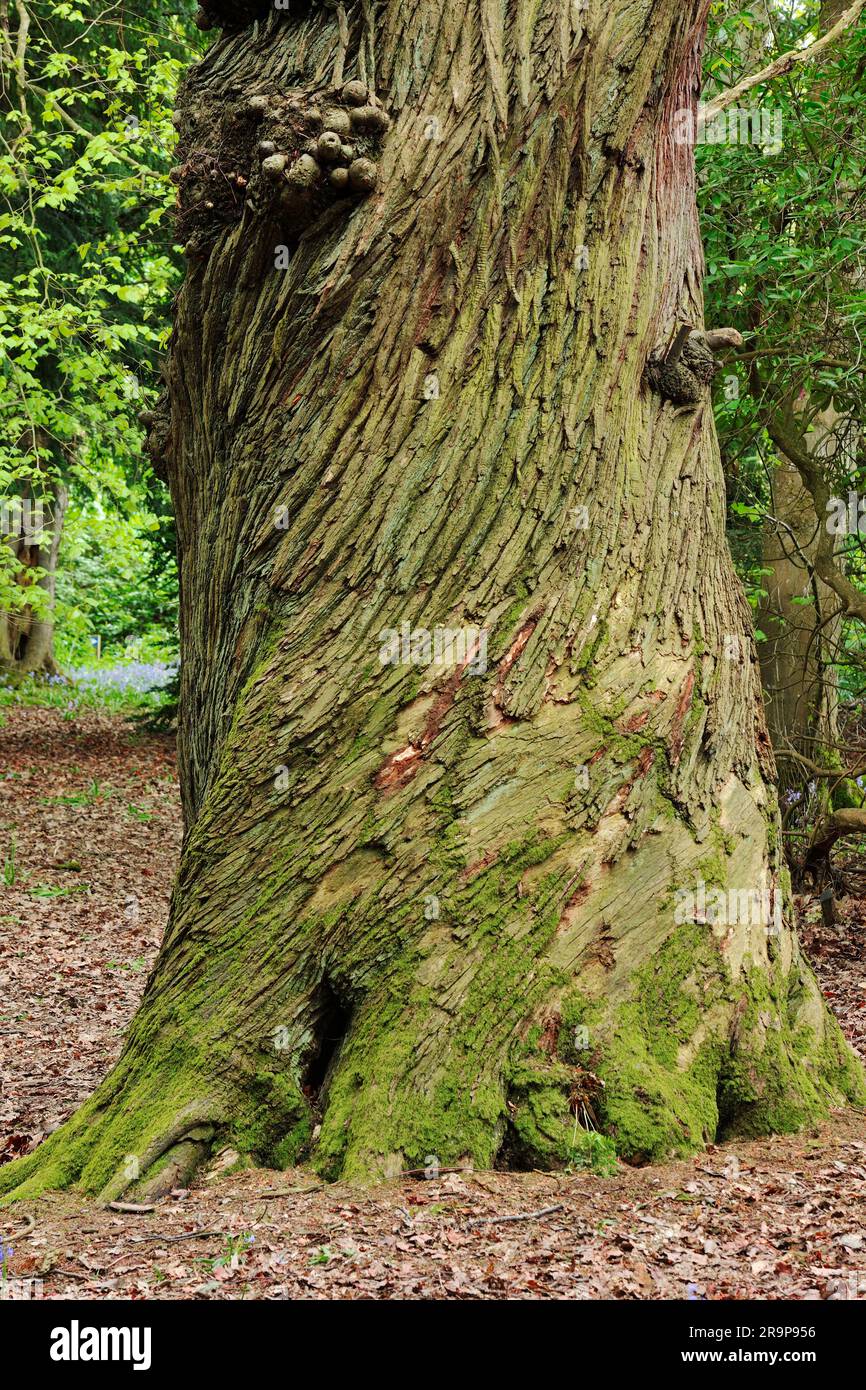 Castagno dolce (Castanea sativa) modello a spirale di corteccia su tronco di albero maturo e veterano in primavera, Hopeton House Country Park, Midlothian, Scozia. Foto Stock