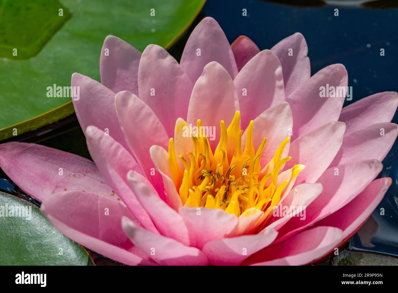 macro shot lilly con acqua rosa Foto Stock