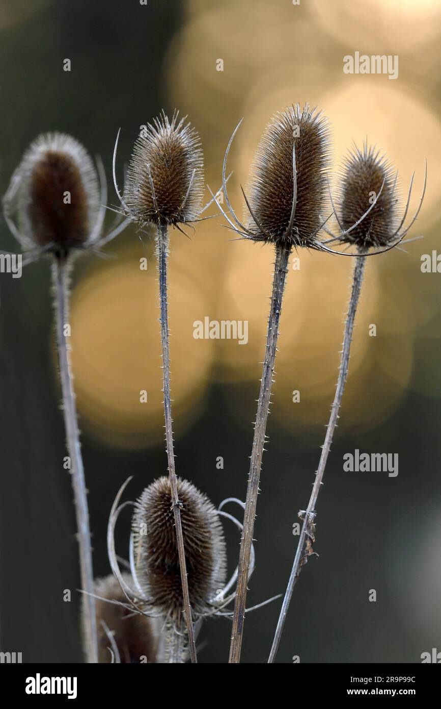 Teasel (Dipsacus fullonum) gruppo di teste di fiori morte contro punti di luce tra gli spazi tra gli alberi in una foresta di abeti rossi al tramonto, Stirlingshire, Scozia. Foto Stock