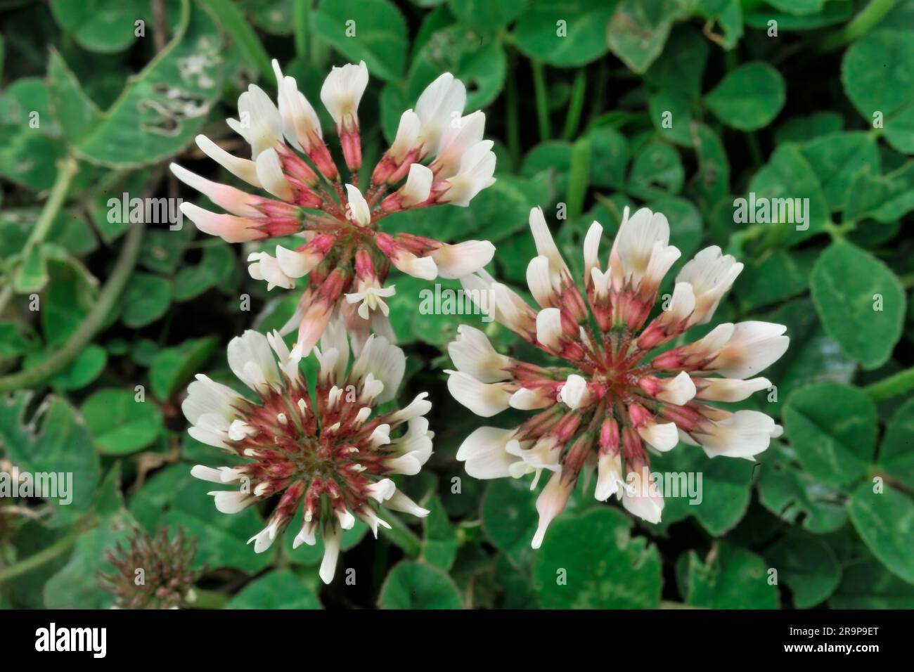 White Clover (Trifolium repens) primo piano di fiori su piante coltivate a Three Hagges Wood Meadow, North Yorkshire, Inghilterra, giugno 2021 Foto Stock