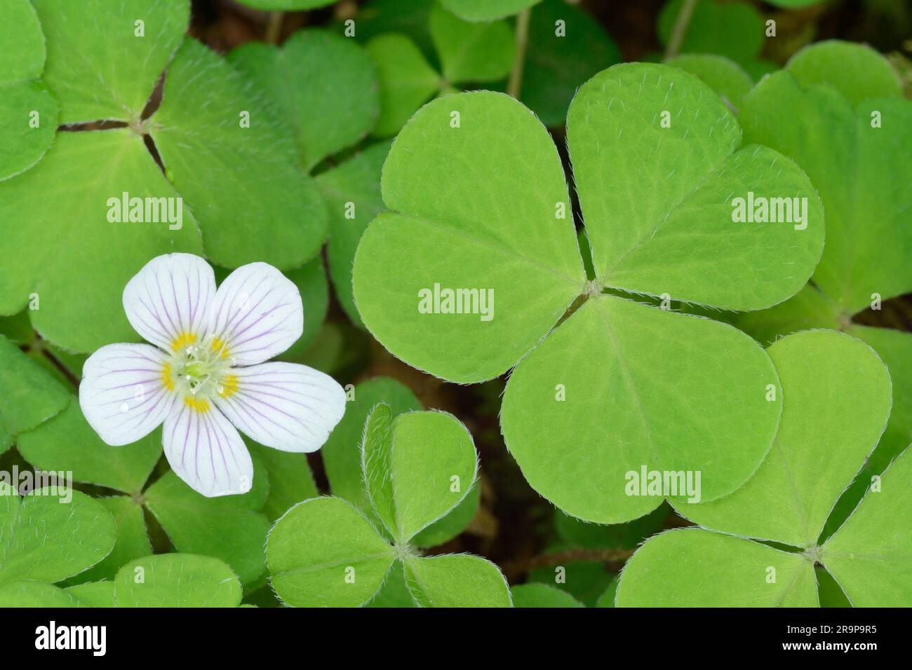 Wood Sorrel (Oxalis acetosella) Growing by burn at the Start of the Woodland Trail, Beinn Eighe NNR, Kinlochewe, Scozia, maggio 2022 Foto Stock