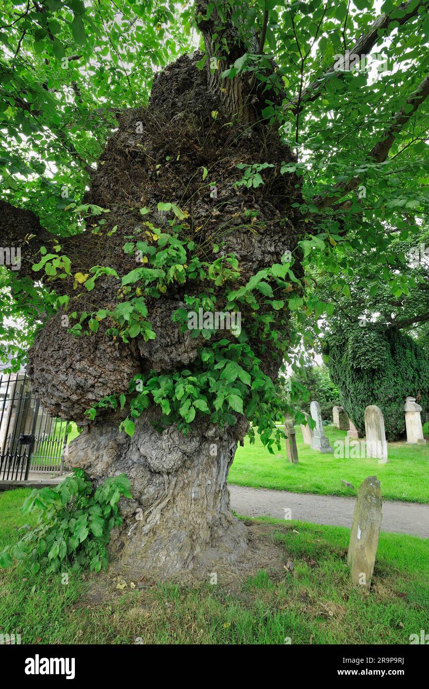 Wych Elm (Ulmus glabra) antico esemplare di 800 anni all'entrata del priorato di Beauly, Beauly, Inverness-shire, Scozia, luglio 2010 Foto Stock