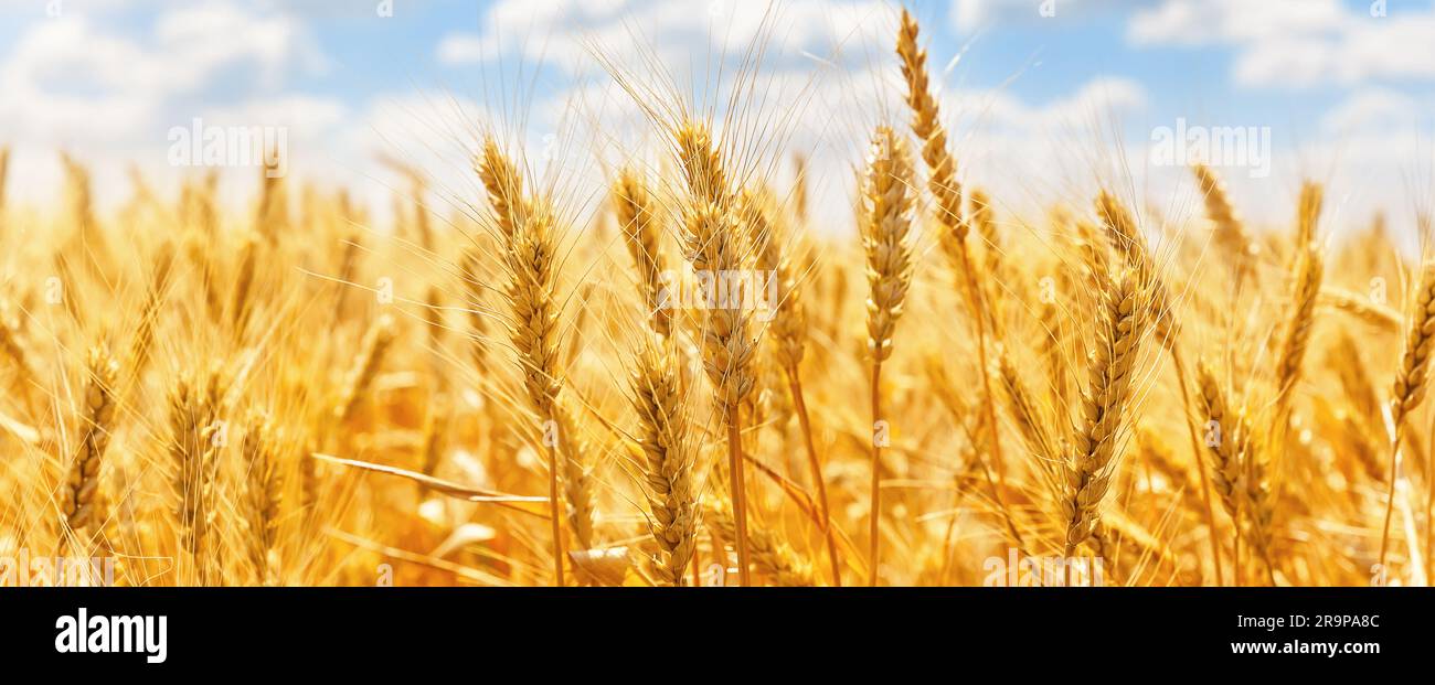 Panorama di spighe dorate di grano contro il cielo blu e le nuvole. Raccolta di grano maturo contro il cielo blu. Campo di grano, sfondo agricolo. Foto Stock