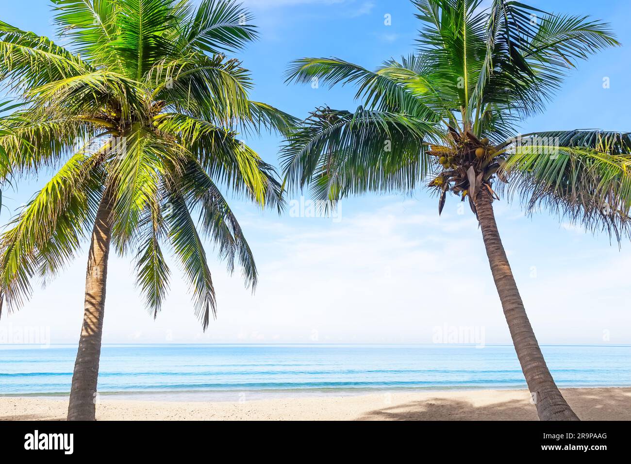 Spiaggia di sabbia bianca tropicale con palme da cocco e acqua blu turchese a Punta Cana, Repubblica Dominicana. Vacanze estive sfondo. Tropico soleggiato Foto Stock