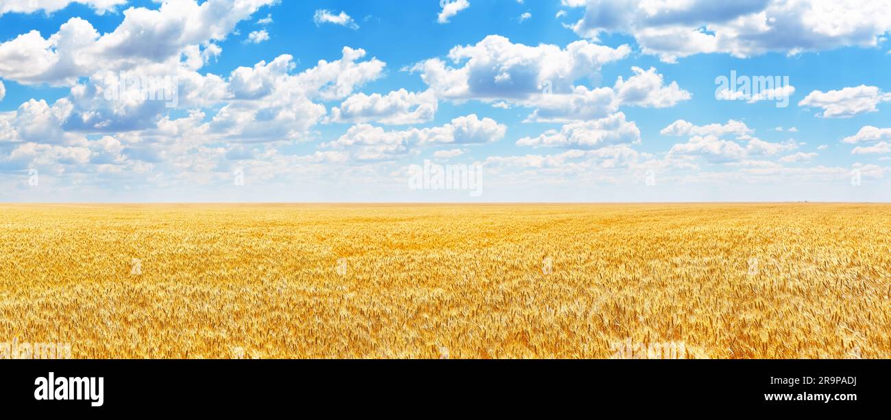 Panorama di spighe dorate di grano contro il cielo blu e le nuvole. Raccolta di grano maturo contro il cielo blu. Campo di grano, sfondo agricolo. Foto Stock
