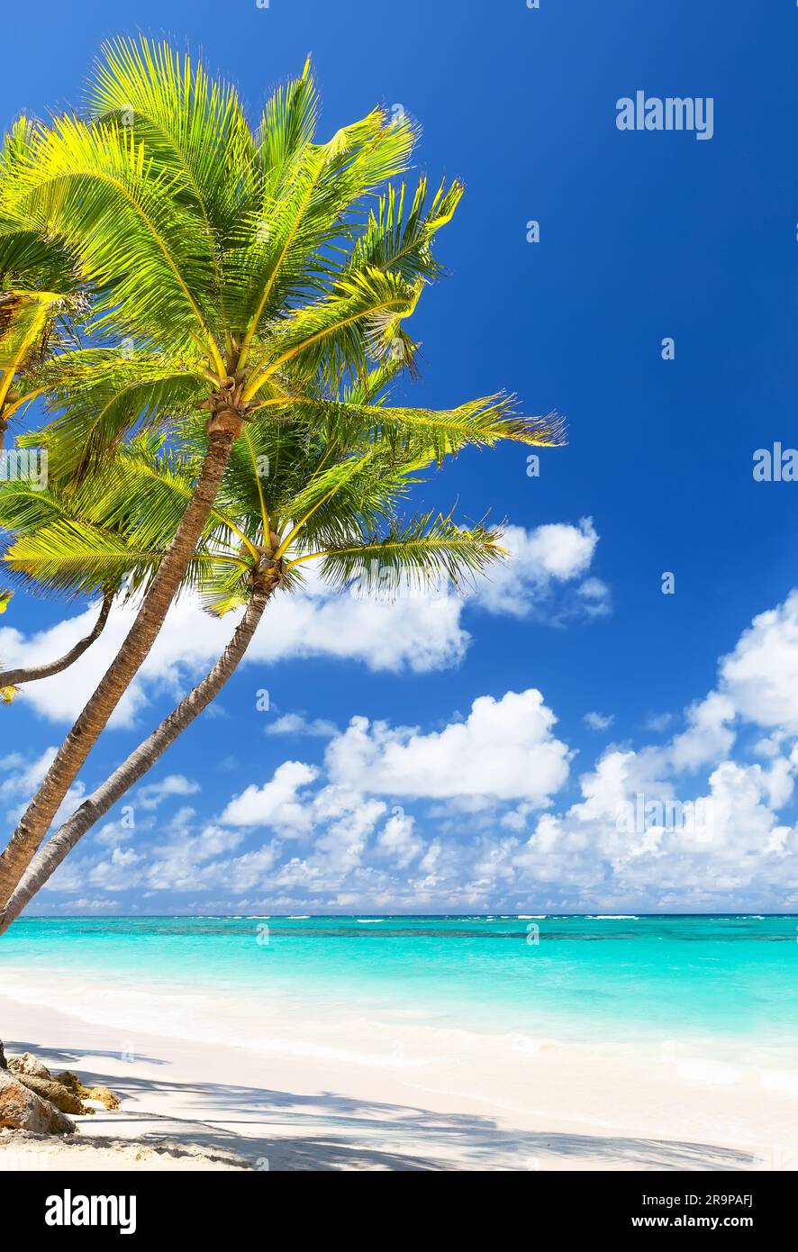 Palme da cocco sulla spiaggia di sabbia bianca di Punta Cana, Repubblica Dominicana. Sfondo per le vacanze estive in spiaggia. Foto Stock