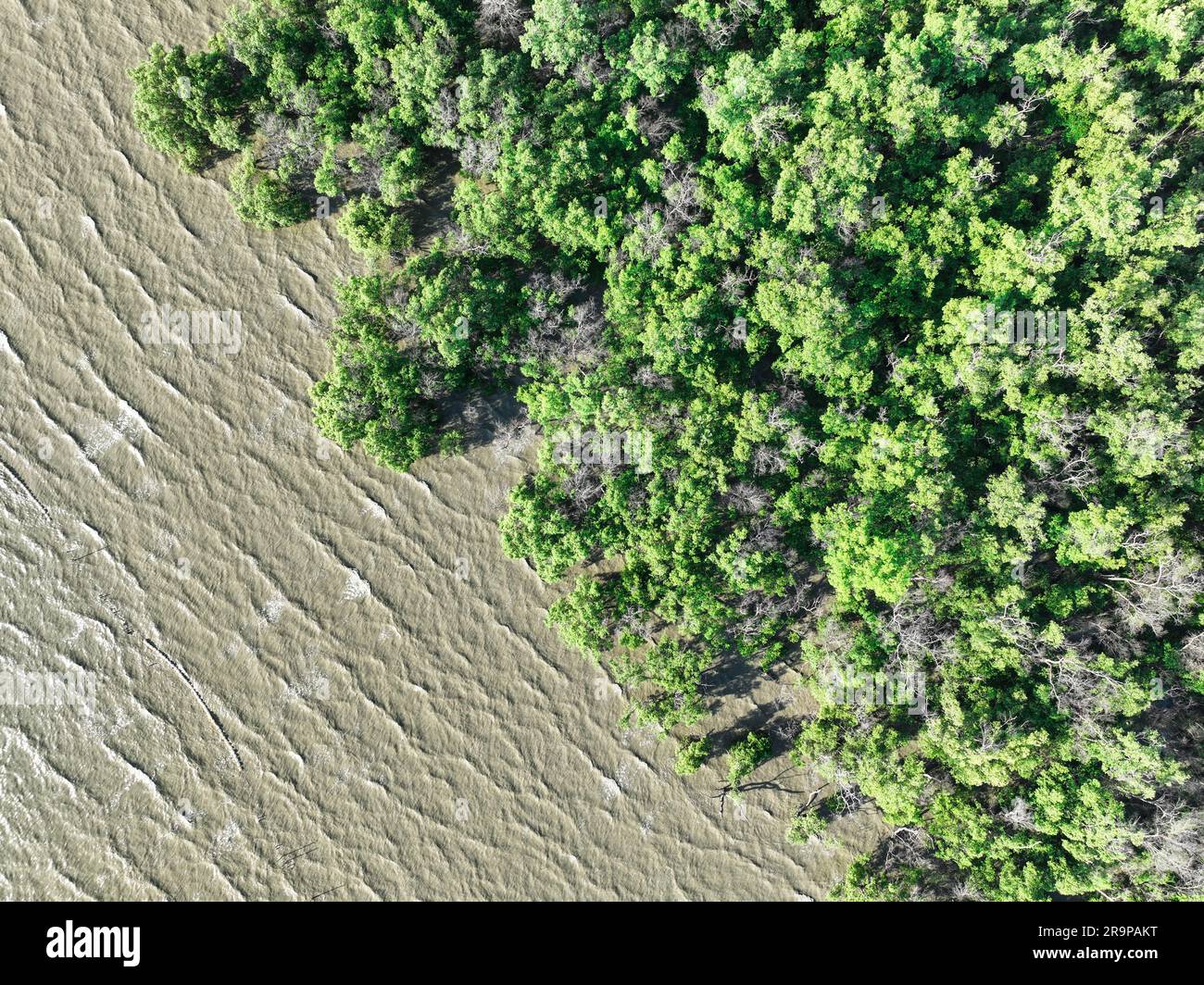 Vista aerea, verde foresta di mangrovie e onde di acqua marina. Concetto di zero emissioni nette. Pozzi di carbonio naturale. Cattura CO2 delle mangrovie. Eco-carbonio blu Foto Stock