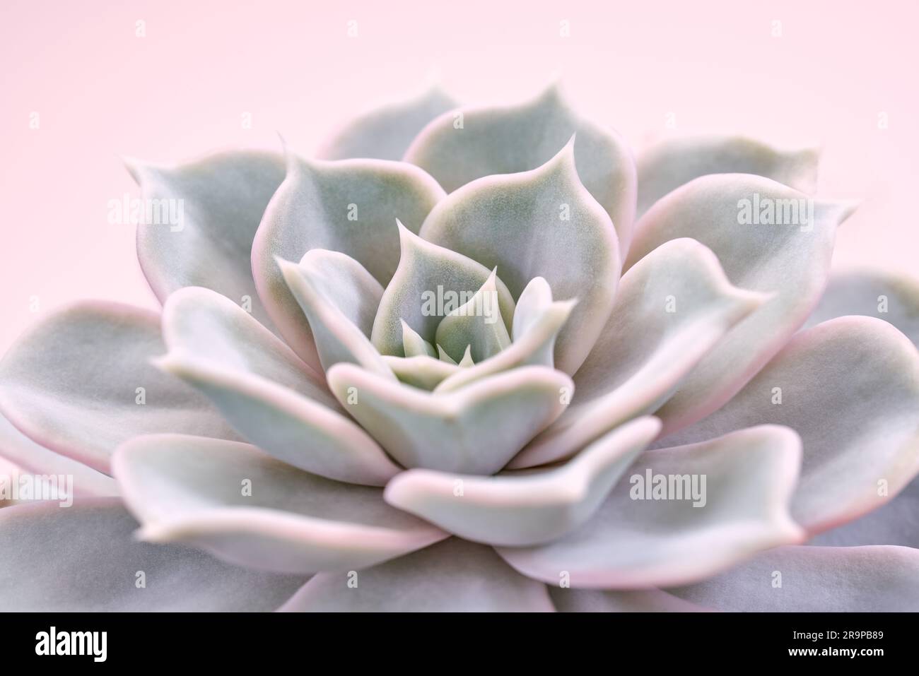 Pianta grassa di echeveria blu rosa su un morbido sfondo rosa pastello Foto Stock