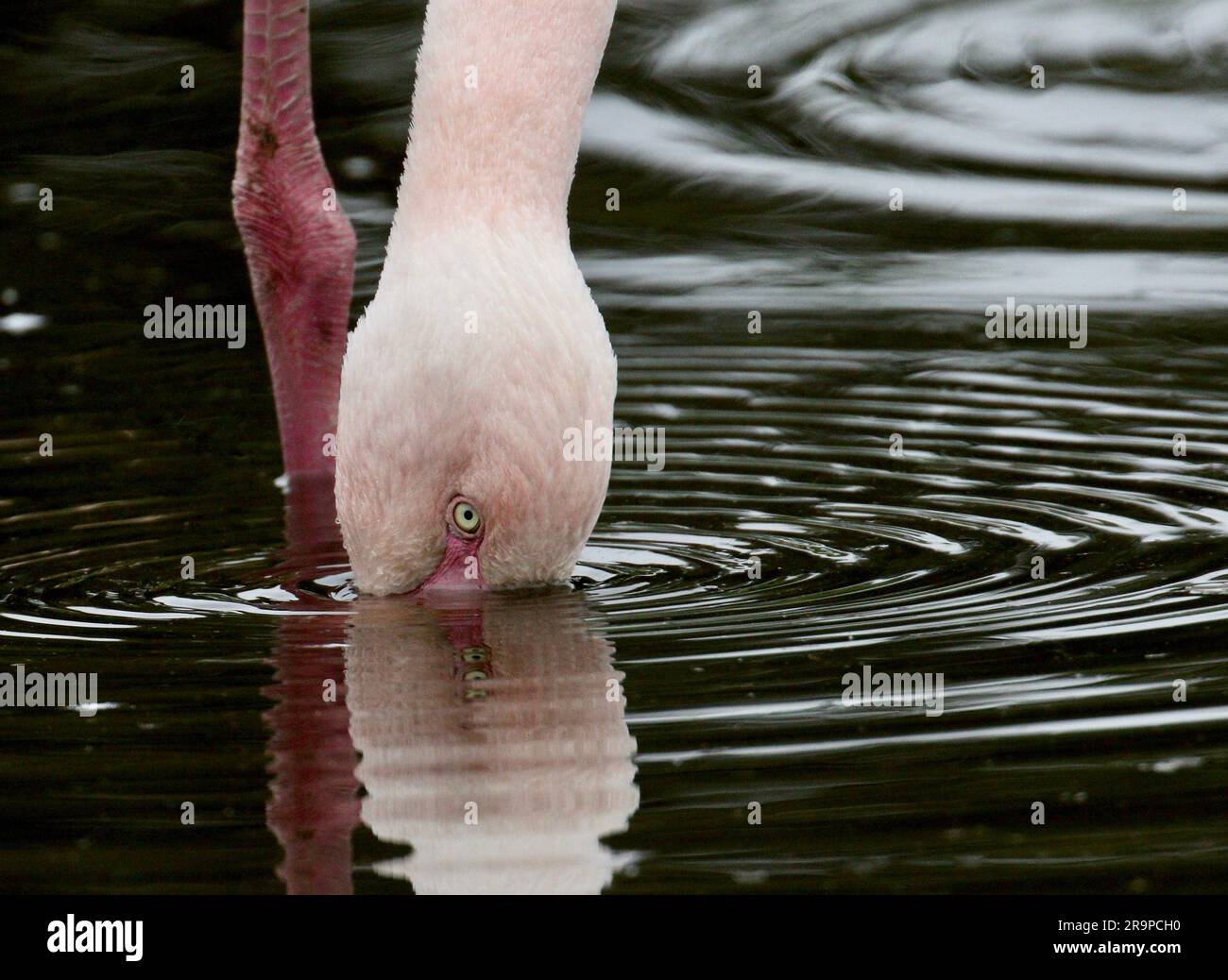 Primo piano per l'alimentazione del filtro Greater flamingo Foto Stock