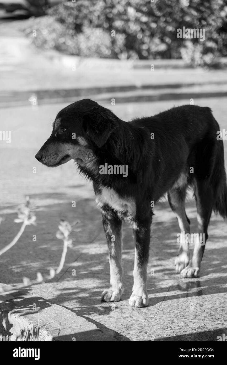 Stray Dog in Egitto in cerca di cibo Foto Stock