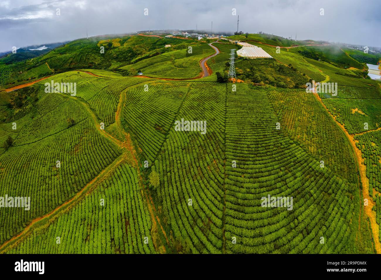 Alba sui campi da tè nella città di da Lat, provincia di Lam Dong, Vietnam Foto Stock