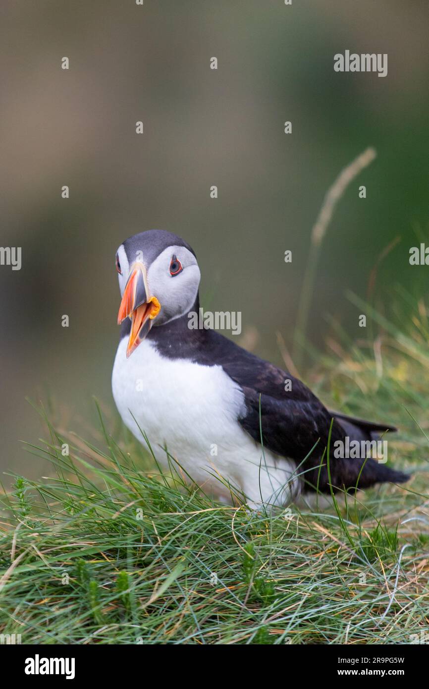 Questa foto mostra un puffin o anche un pappagallo marino chiamato sull'isola di Staffa, vicino all'isola di Mull in Scozia. E' un bellissimo uccello marino. Foto Stock